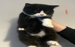 Mixed Breed cats for sale: Gorgeous British shorthair x kittens  - Image 2