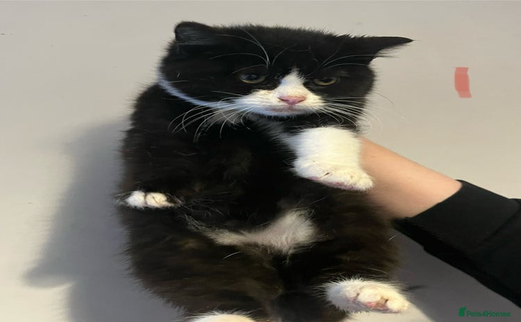 Mixed Breed cats - Advert 15