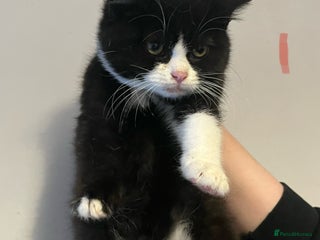 Mixed Breed cats - Advert 18