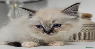 Ragdoll cats - Advert 4