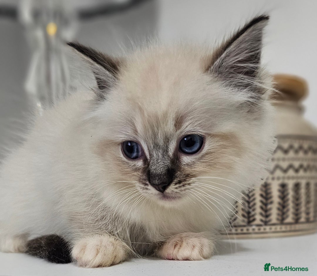 Ragdoll cats for sale: Stunning ragdoll kittens  - Image 30