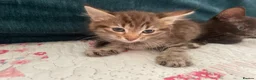 Siamese cats for sale: Siamese x Maine coon kittens - Advert 19