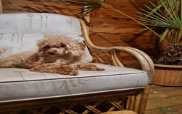 Toy Poodle dogs for sale: Ginger needs a new home!!  - Advert 2