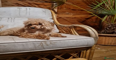 Toy Poodle dogs Ginger needs a new home!!  - Advert 12