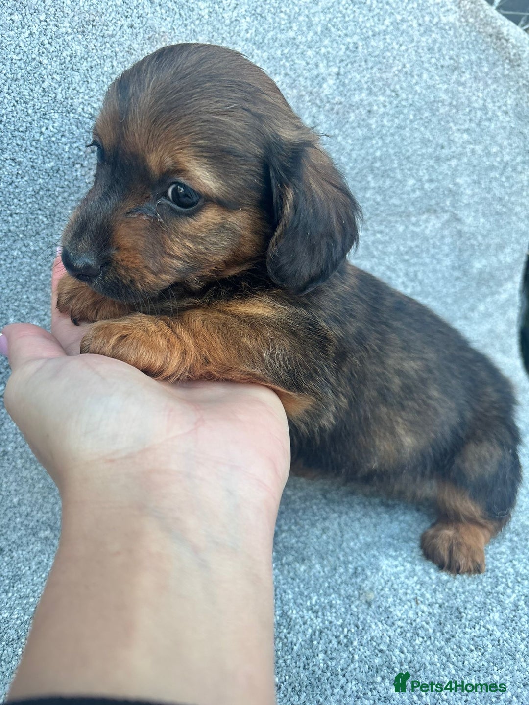 Mixed Breed dogs for sale: Mini daschund x jack Russell  - Advert 5