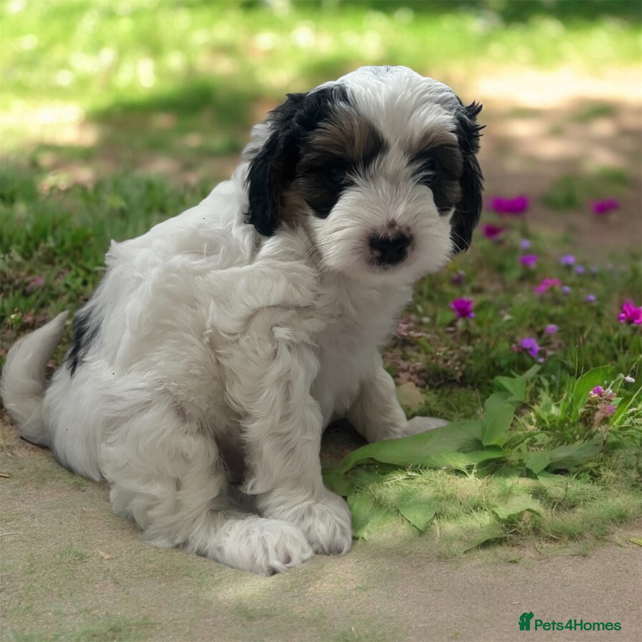 Australian Labradoodle dogs Gorgeous Puppies Ready on 25 April 🐶 - Advert 14