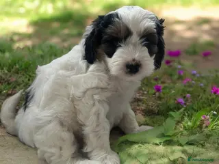 Australian Labradoodle dogs Gorgeous Puppies Ready on 25 April 🐶 - Advert 14