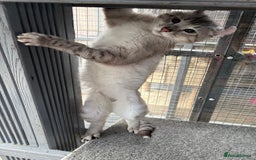 Keetso cats for sale: Rare polydactyl keetso male  - Image 6