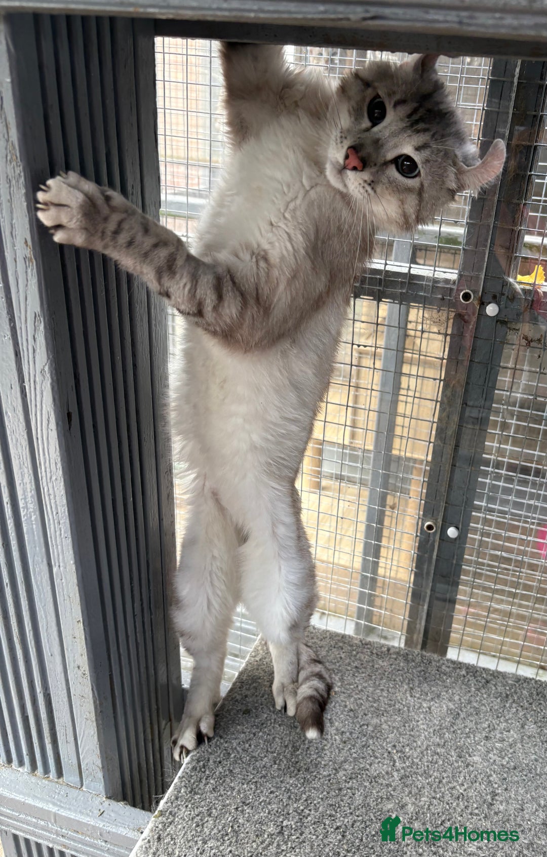 Keetso cats for sale: Rare polydactyl keetso male  - Image 6