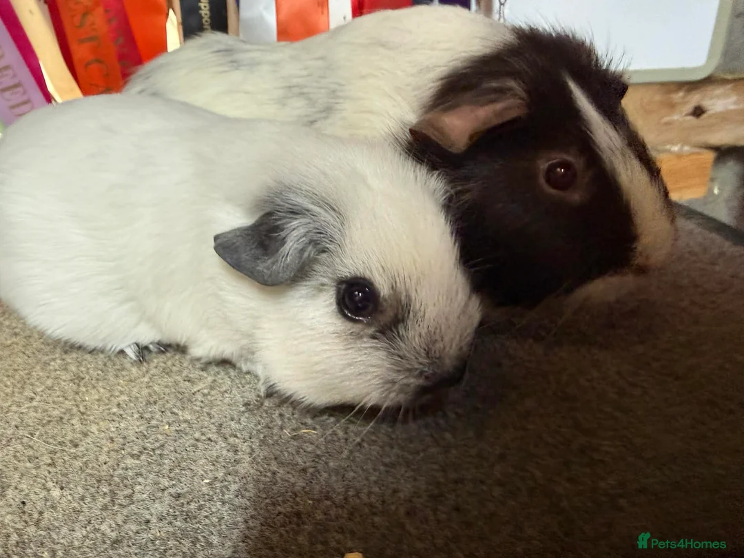 Guinea Pig rodents for sale: Pair of bonded boys - Advert 2