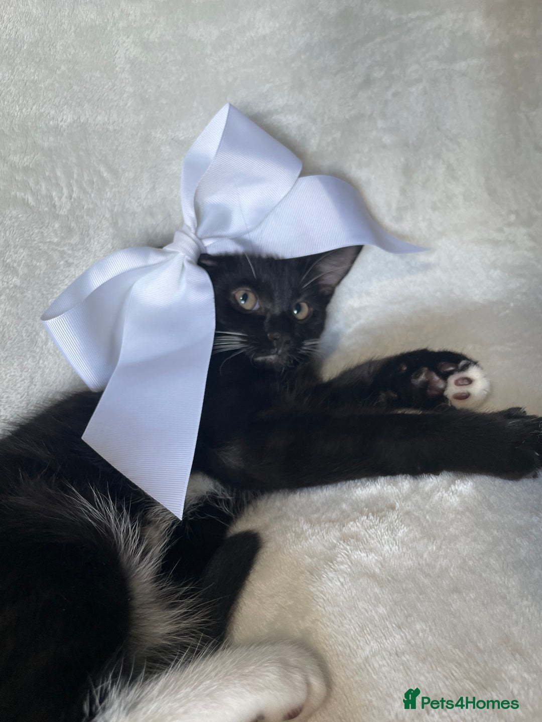 Mixed Breed cats for sale: 😻🐱Meet our adorable Little Princess - Image 8