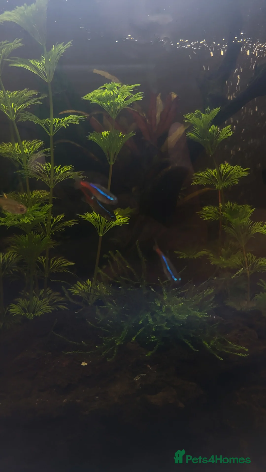 Gouramis fish for sale: Fish for sale - Advert 10