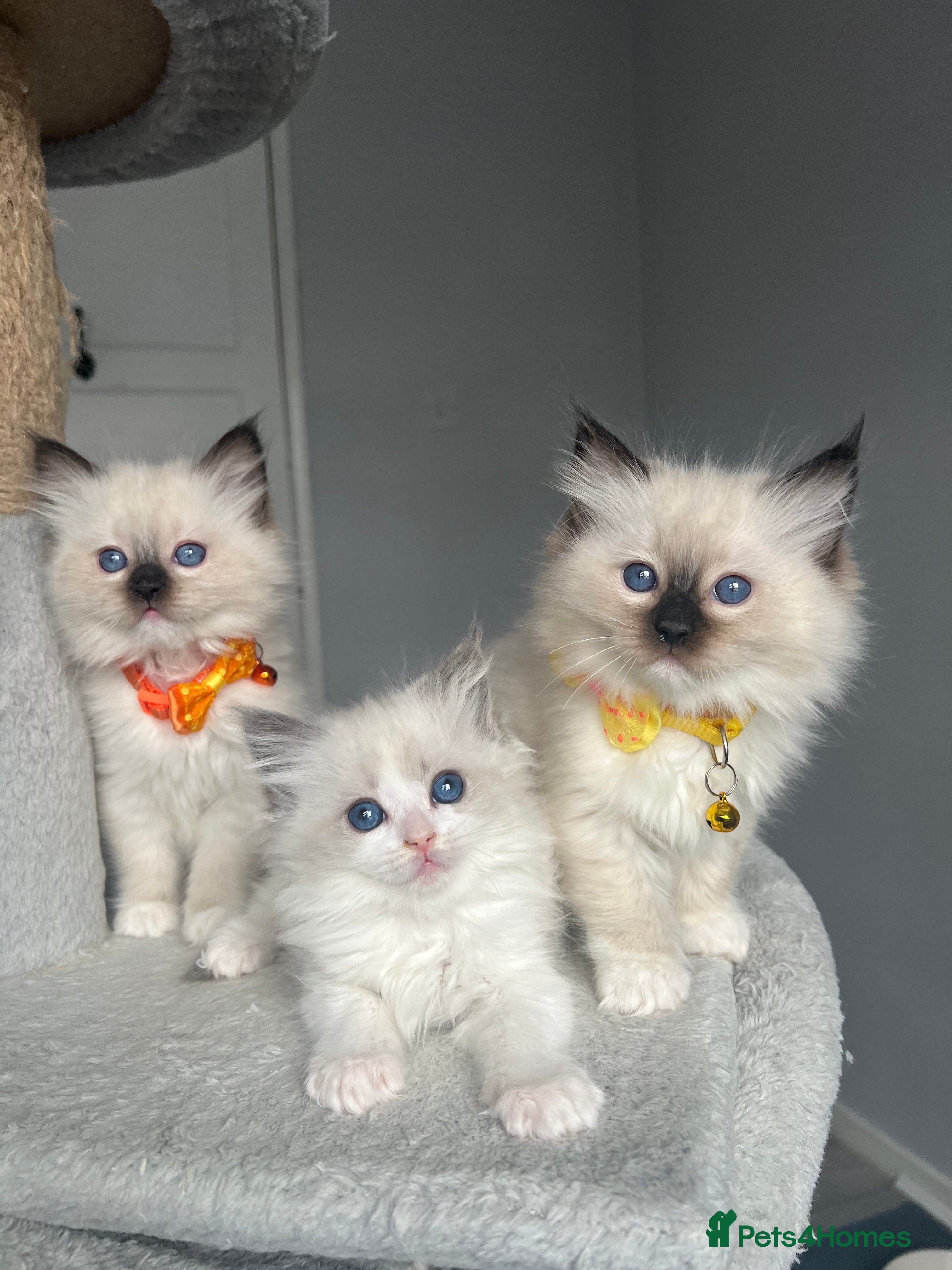 Ragdoll cats GCCF Ragdoll kittens for sale - Advert 6