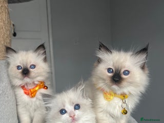 Ragdoll cats GCCF Ragdoll kittens for sale - Advert 6