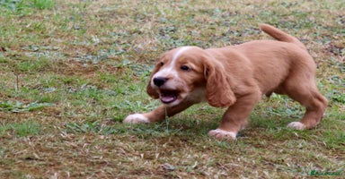 Sprocker dogs - Advert 2