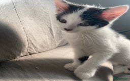 Domestic Shorthair cats for sale: Lovely funny little kittens  - Image 22