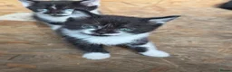 Mixed Breed cats for sale: Little kittens ❤️ - Advert 14