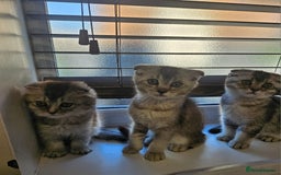Scottish Fold cats for sale: READY NOW SCOTTISH FOLDS in Southampton - Image 1