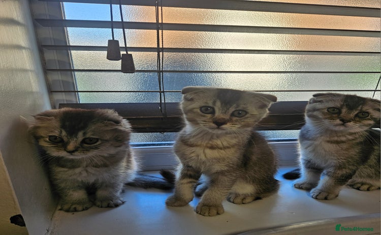 Scottish Fold cats in Southampton - Advert 5
