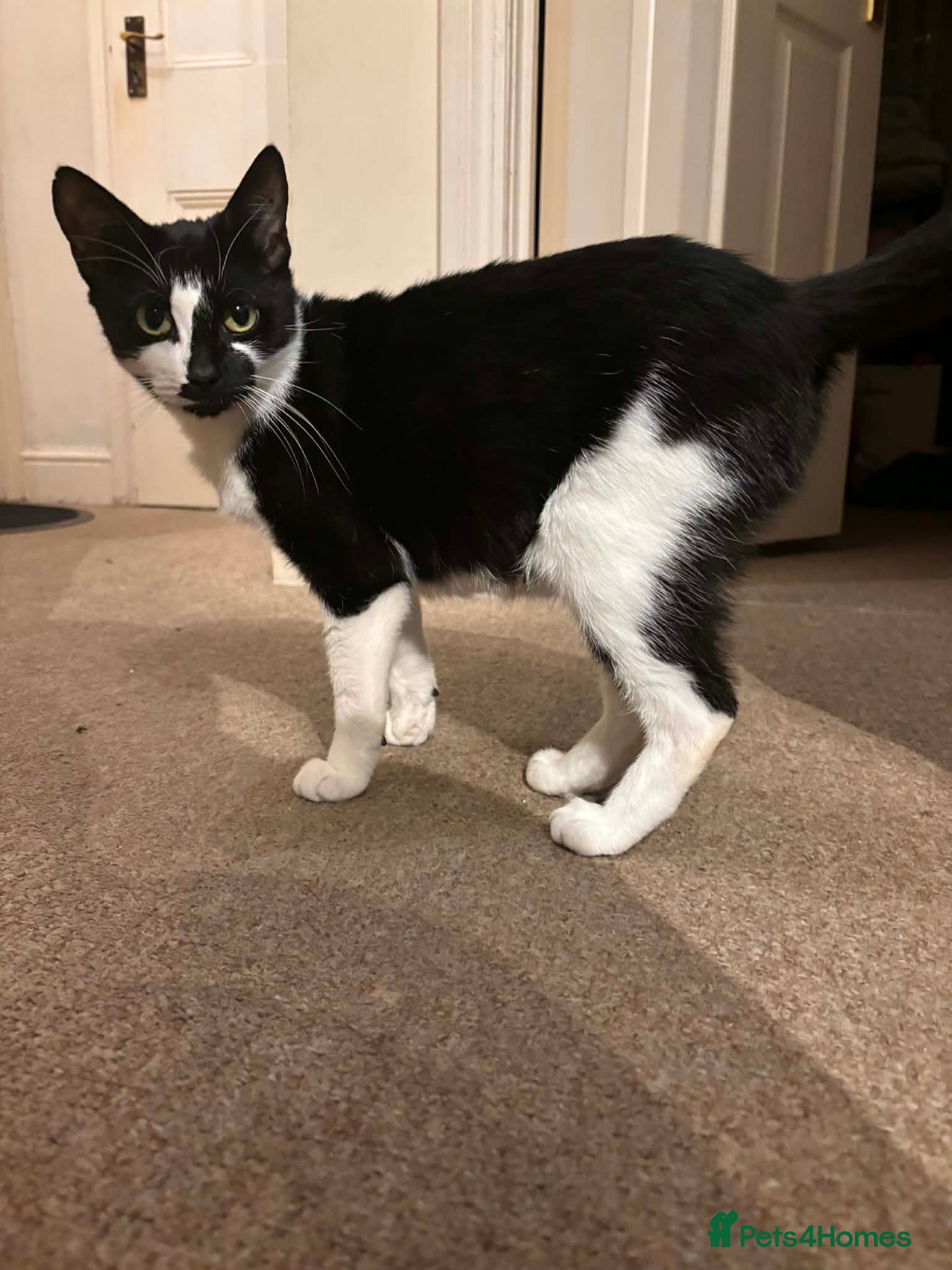 Mixed Breed cats Stray female cat for adoption - Advert 3