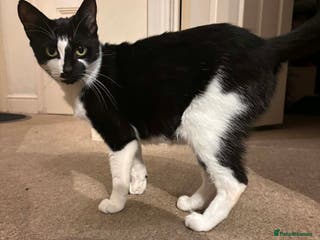 Mixed Breed cats Stray female cat for adoption - Advert 4