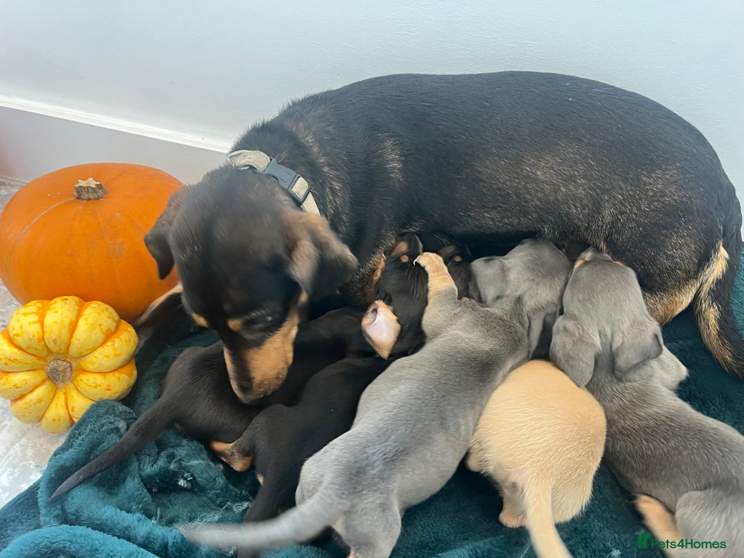 Dachshund dogs for sale: 6 beautiful dachshund puppies  - Image 31