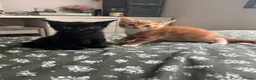Domestic Shorthair cats for sale: Four beautiful kittens 9 weeks, READY TO GO! - Advert 28