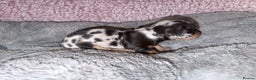Miniature Dachshund dogs for sale: Stunning kc reg miniature dachshund puppies - Advert 22