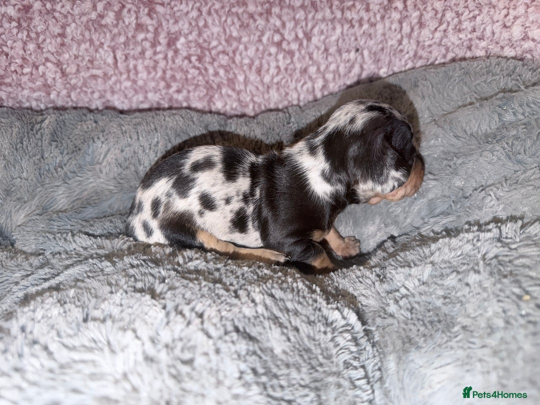 Miniature Dachshund dogs for sale: Stunning kc reg miniature dachshund puppies - Advert 22