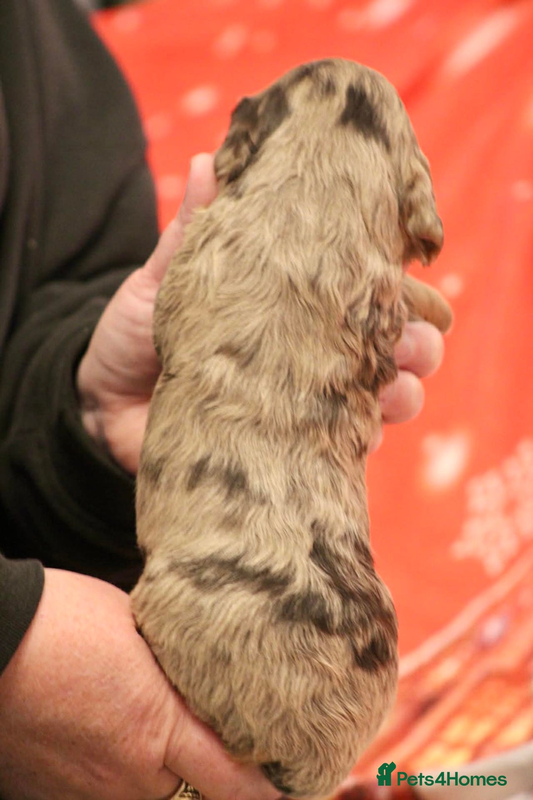 Cockapoo dogs for sale: Cockapoo puppies  - Advert 5