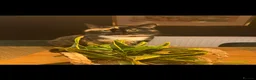 Mixed Breed cats for sale: Beautiful kittens for sale  in Bedford - Advert 9