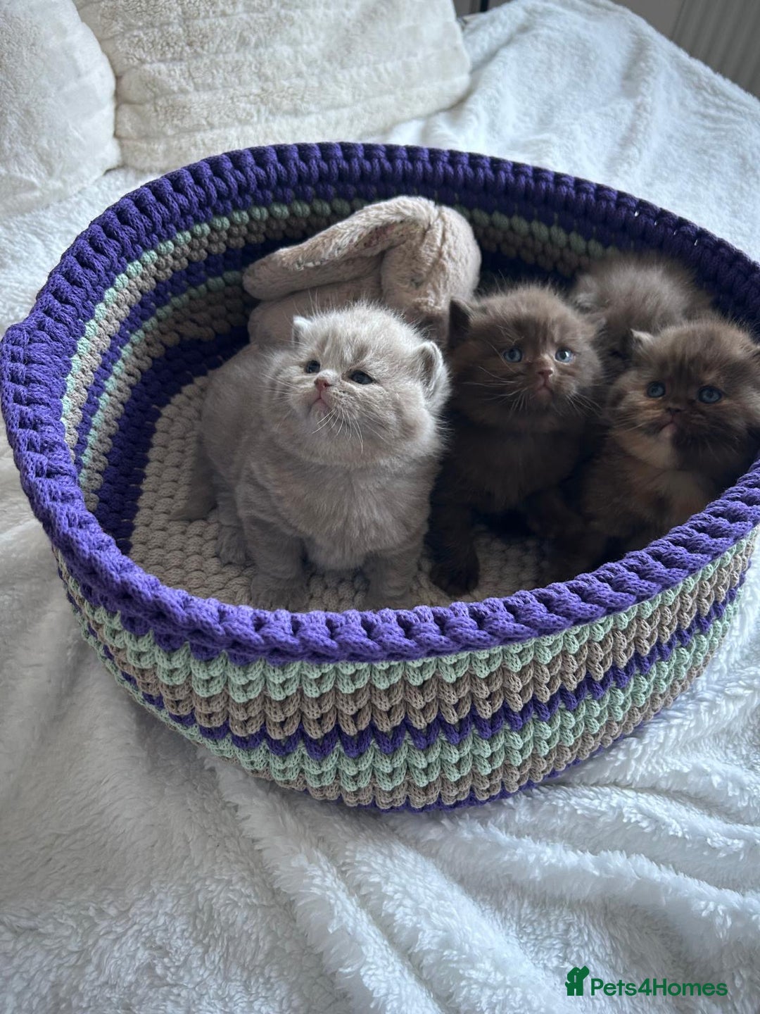 British Shorthair cats for sale: GCCF BRITISH SHORTHAIR KITTENS - Advert 11