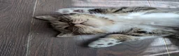 Exotic cats for sale: Beautiful exotic kittens - last beautiful boy  - Advert 6