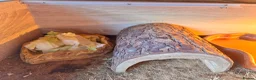 Tortoise reptiles for sale: Tortoise  - Advert 4