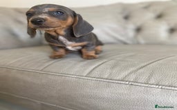 Miniature Dachshund dogs for sale: Miniture dachshund puppies - Image 24