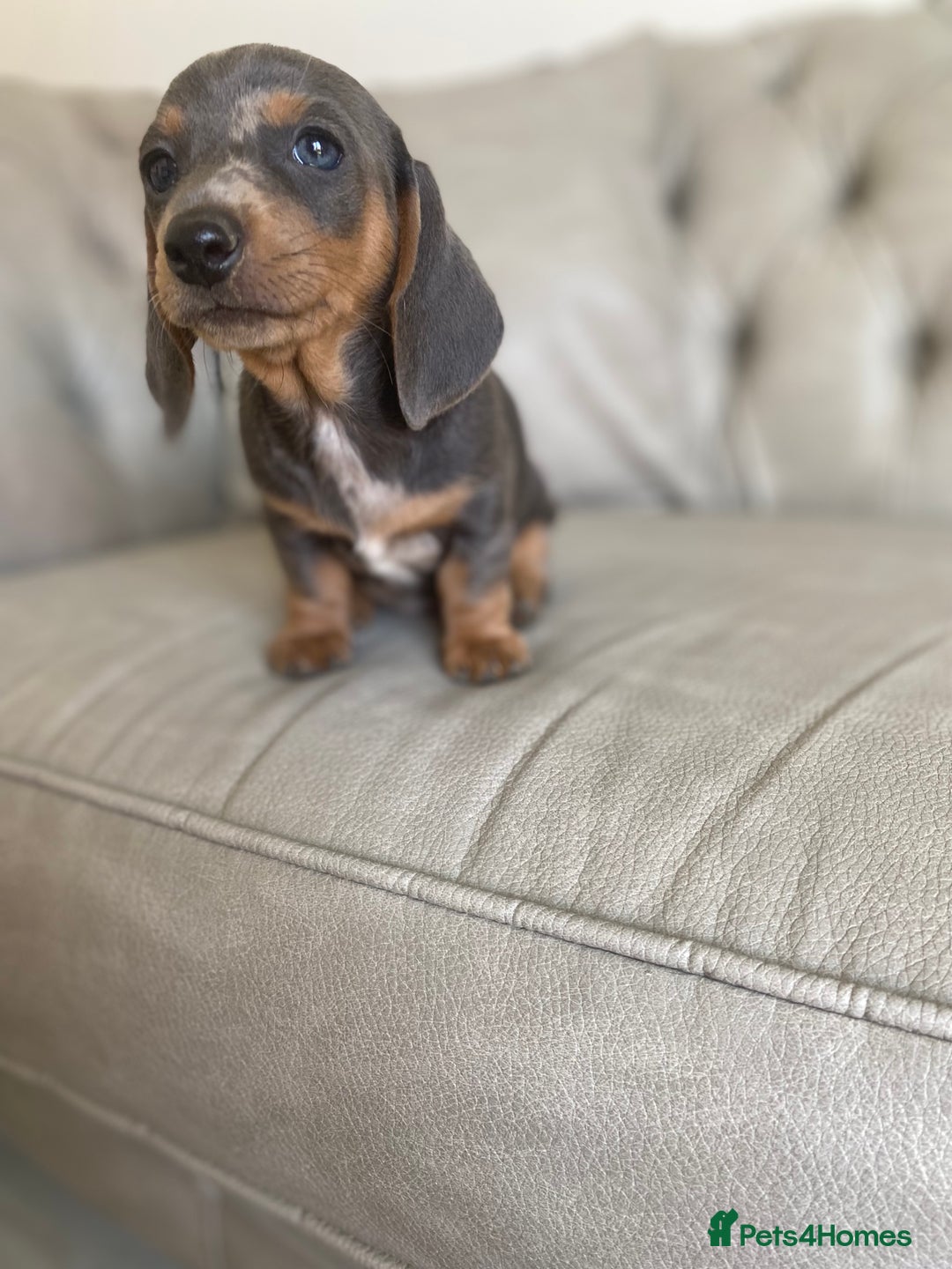 Miniature Dachshund dogs for sale: Miniture dachshund puppies - Image 24