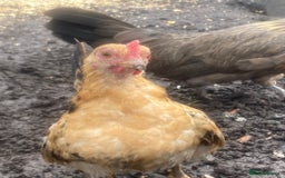 Chickens poultry for sale: serama rooster chick for sale  - Image 2