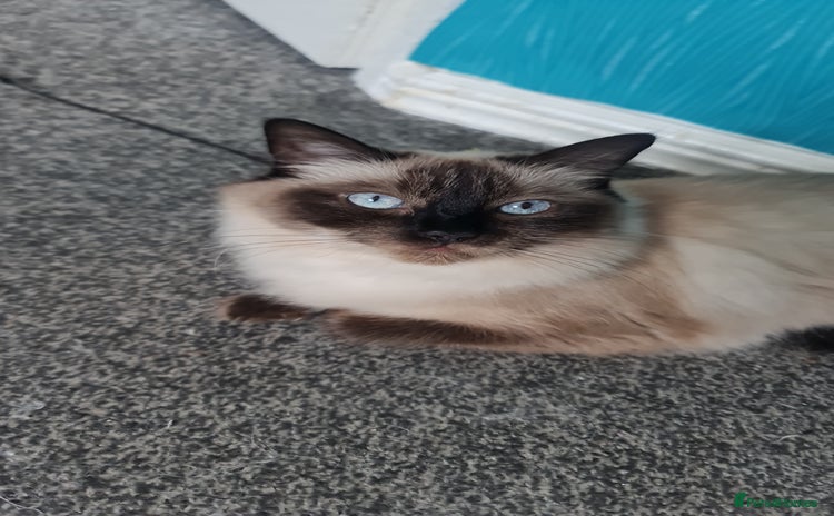 Ragdoll cats - Advert 15
