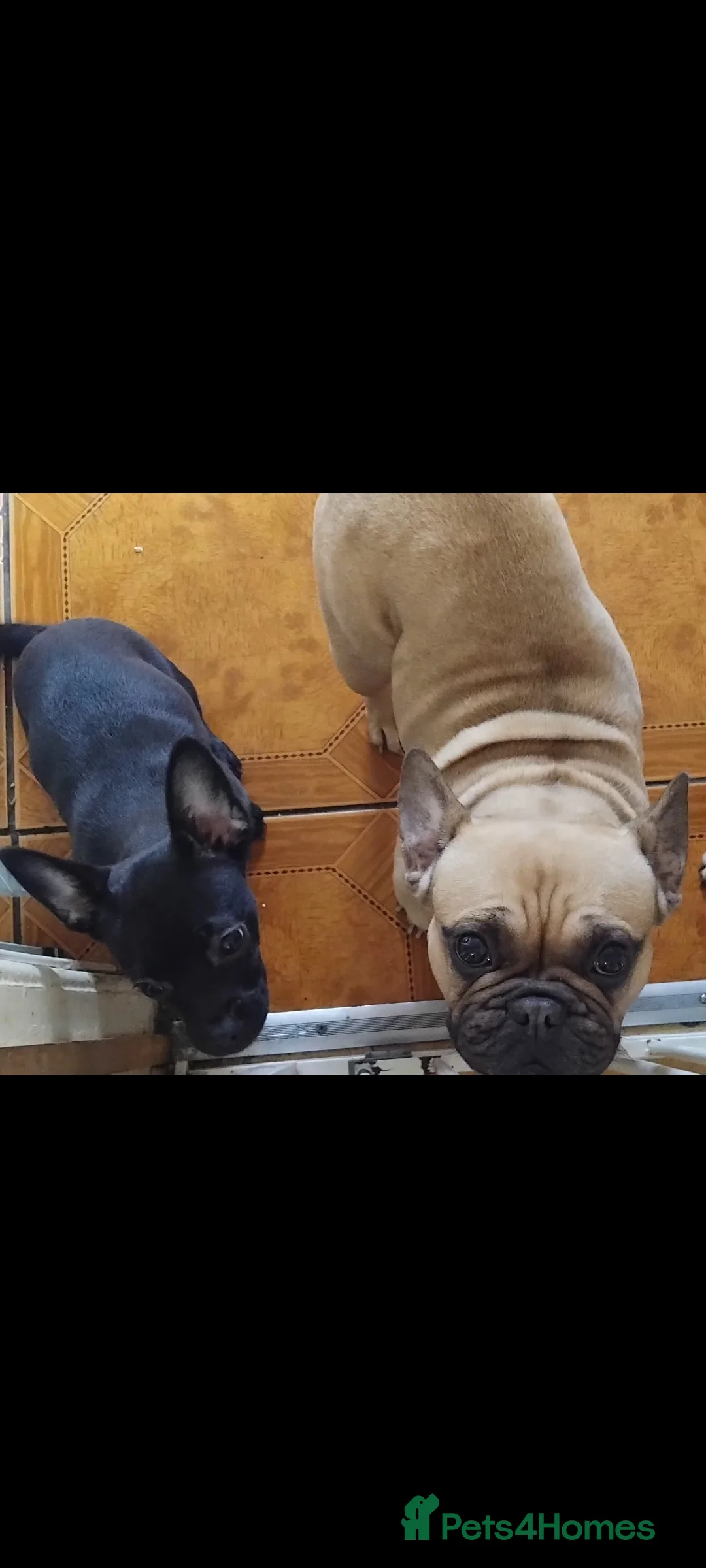 Mixed Breed dogs for sale: Bullhuhua for sale  - Advert 3