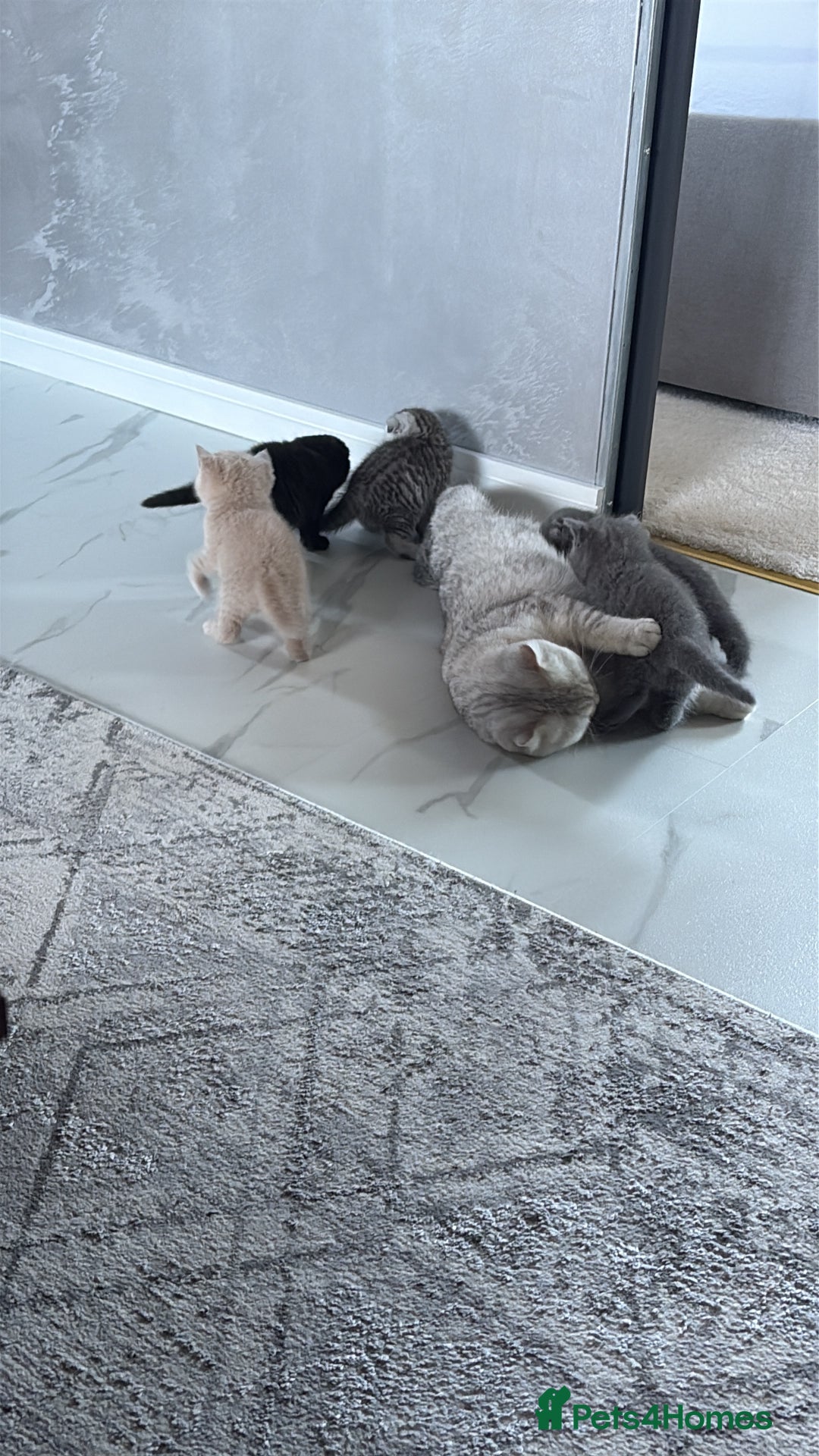 Scottish Fold cats for sale: Last Scottish Fold left - Advert 7