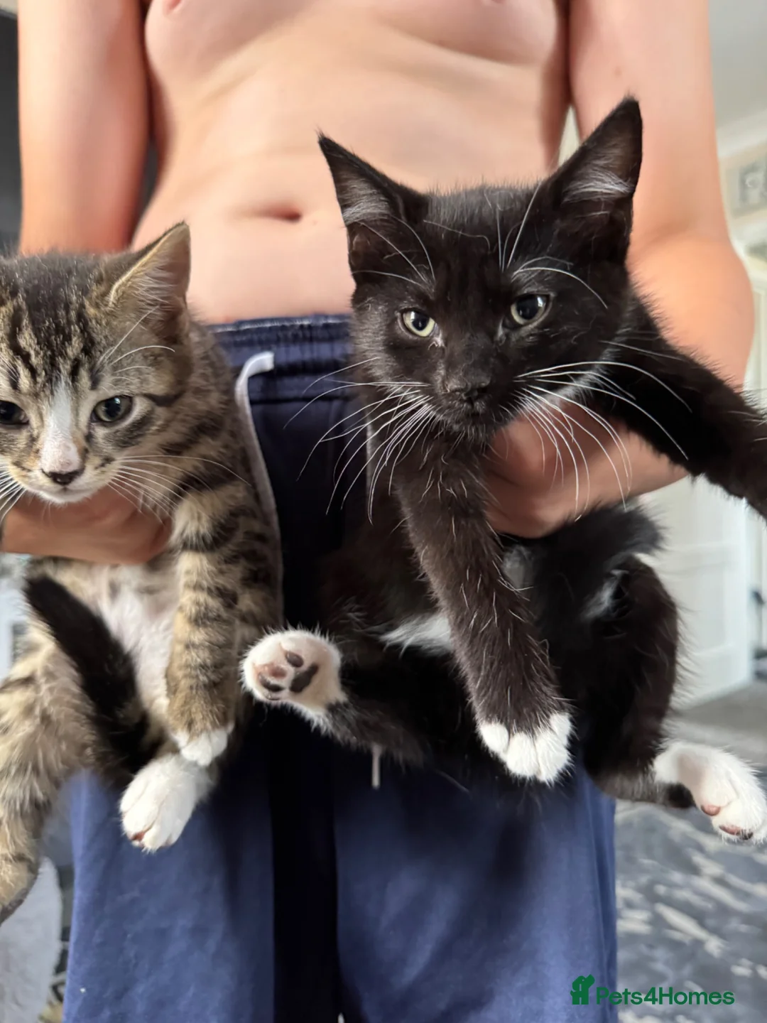 Mixed Breed cats for sale: 2 cute kittens ready now  - Advert 1