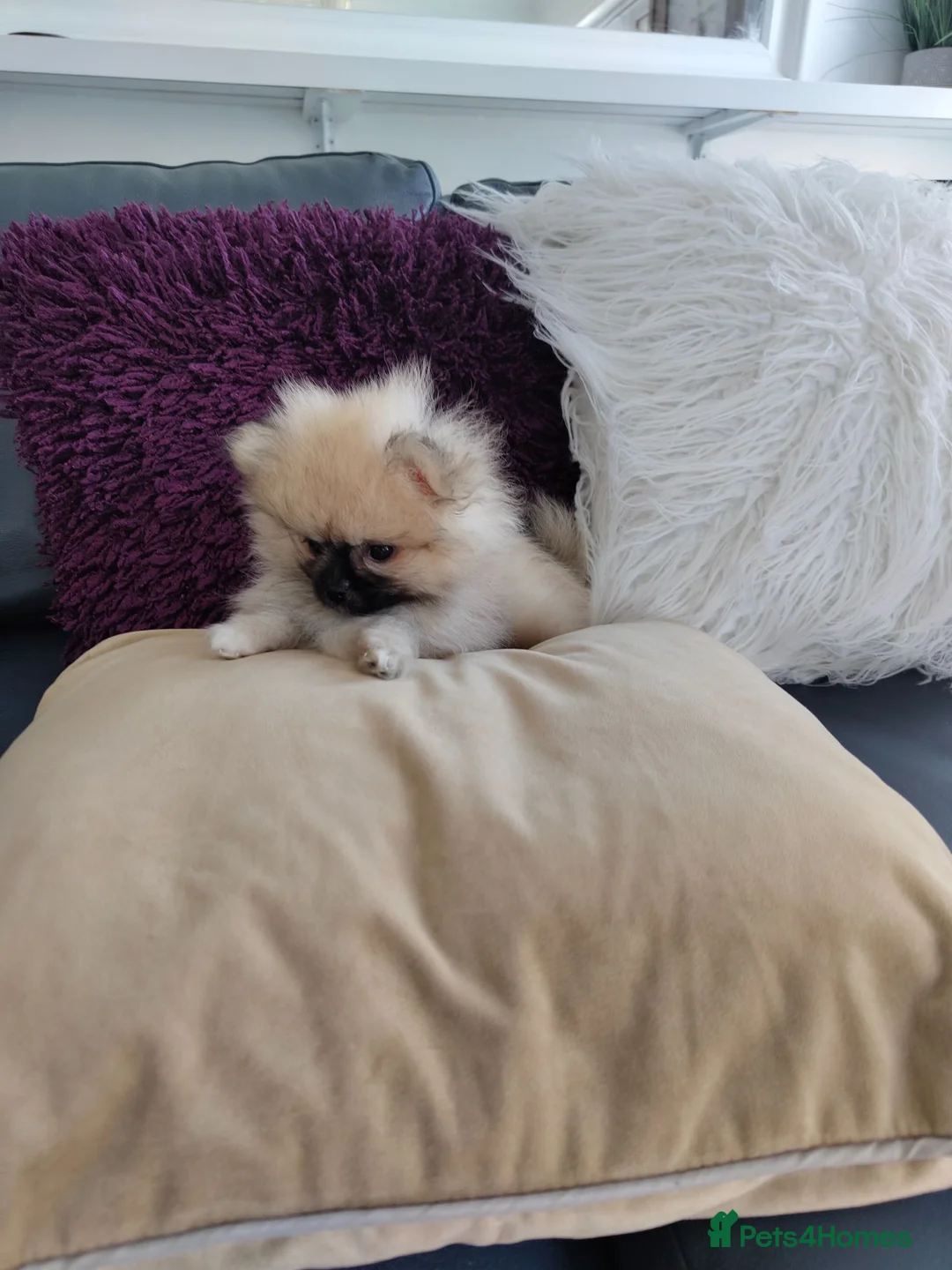 Pomeranian dogs for sale: KC registered cream female pomerainian  - Advert 2