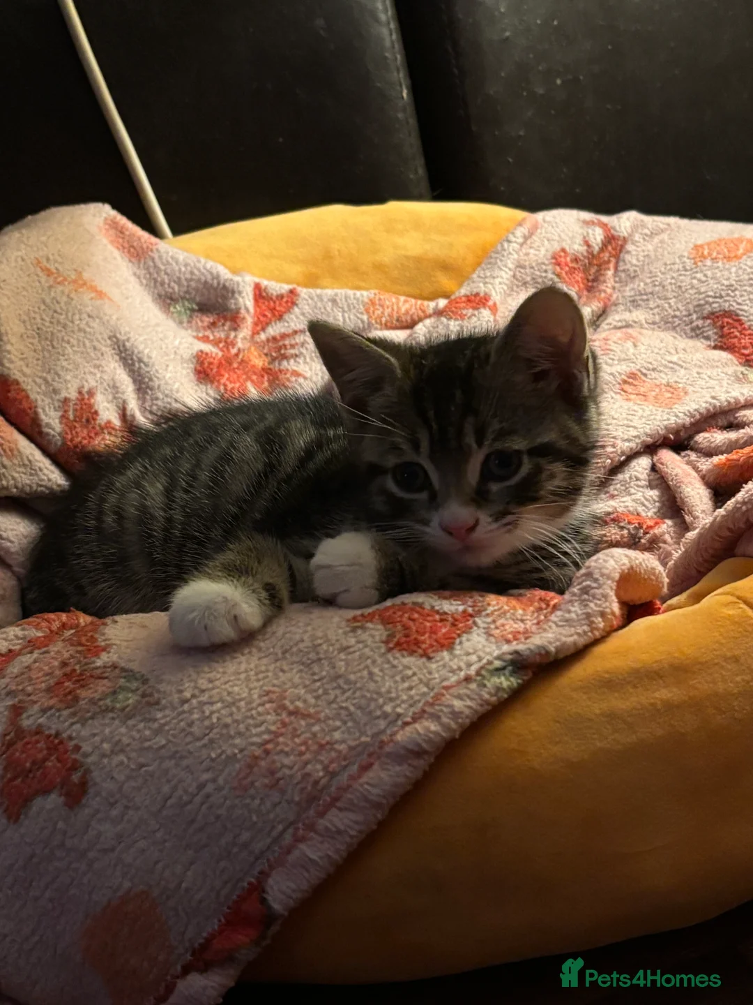 Mixed Breed cats for sale: Gorgeous male kittens - Advert 5