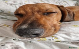Mixed Breed dogs for adoption: Myrtle - 8 months, female Vizla mix - Image 3