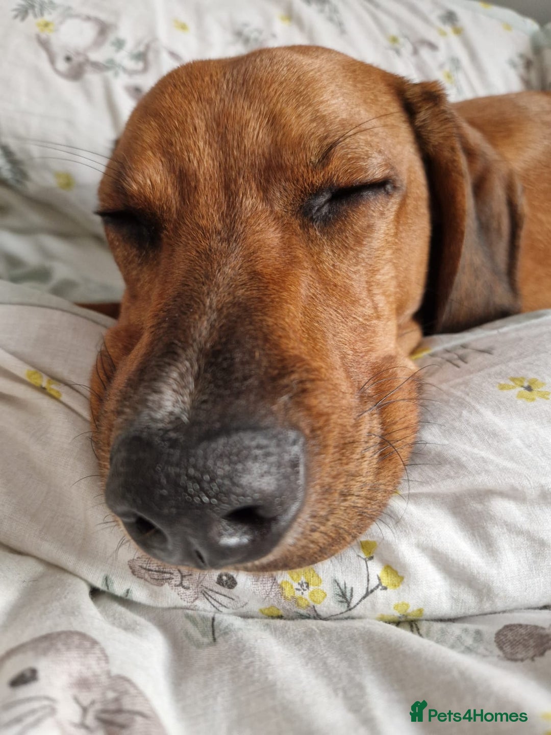 Mixed Breed dogs for adoption: Myrtle - 8 months, female Vizla mix - Image 3