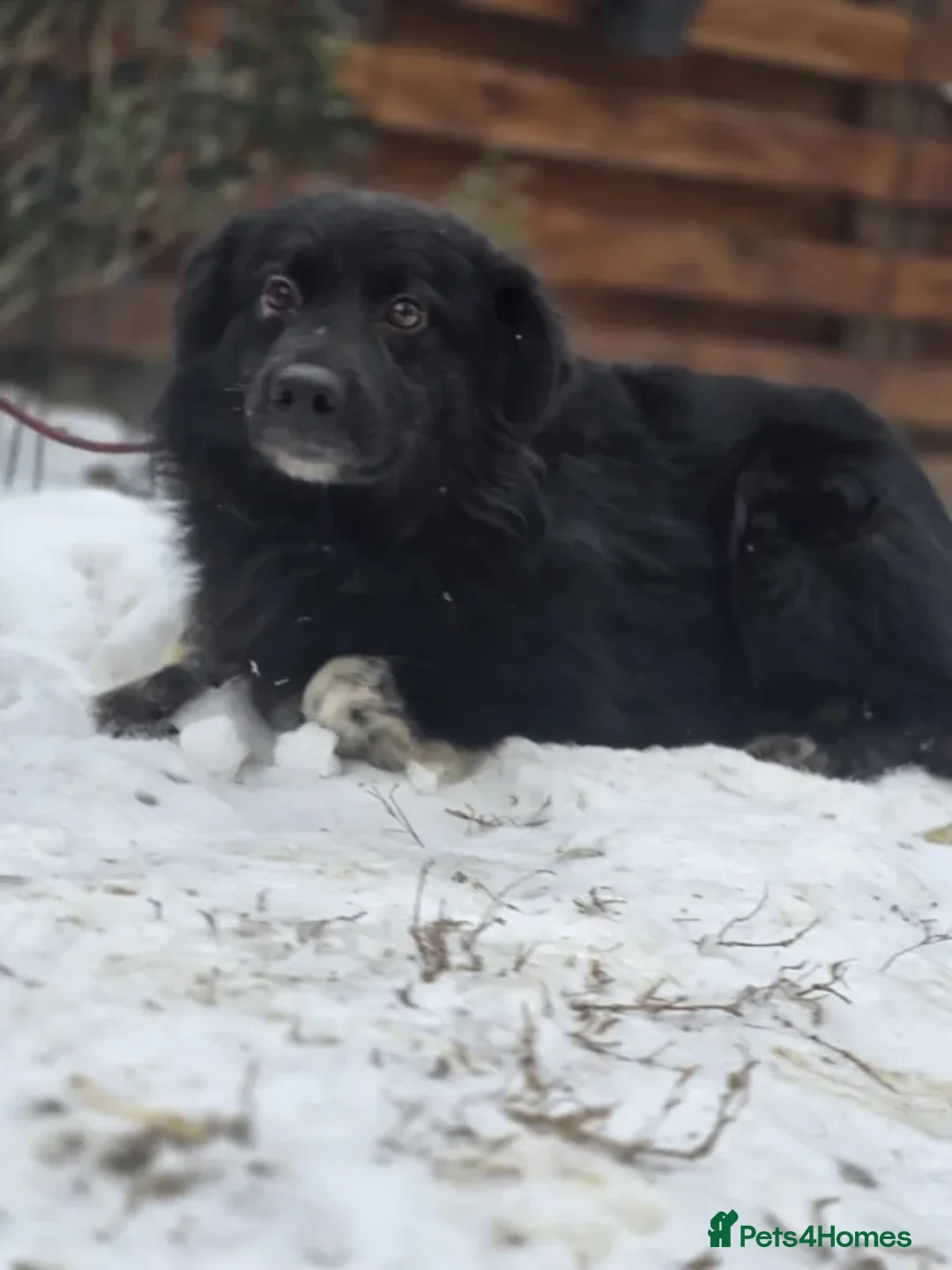Mixed Breed dogs for adoption: Raven - Advert 9