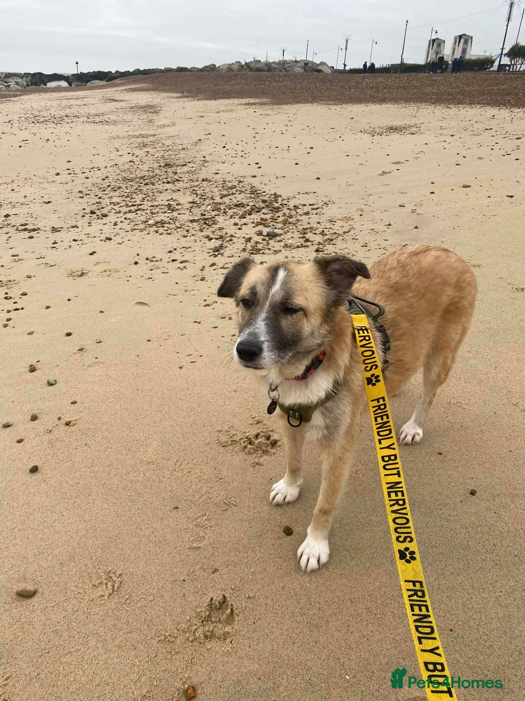 Mixed Breed dogs for adoption: 💕 Shelby 💕 in Blackpool - Advert 5