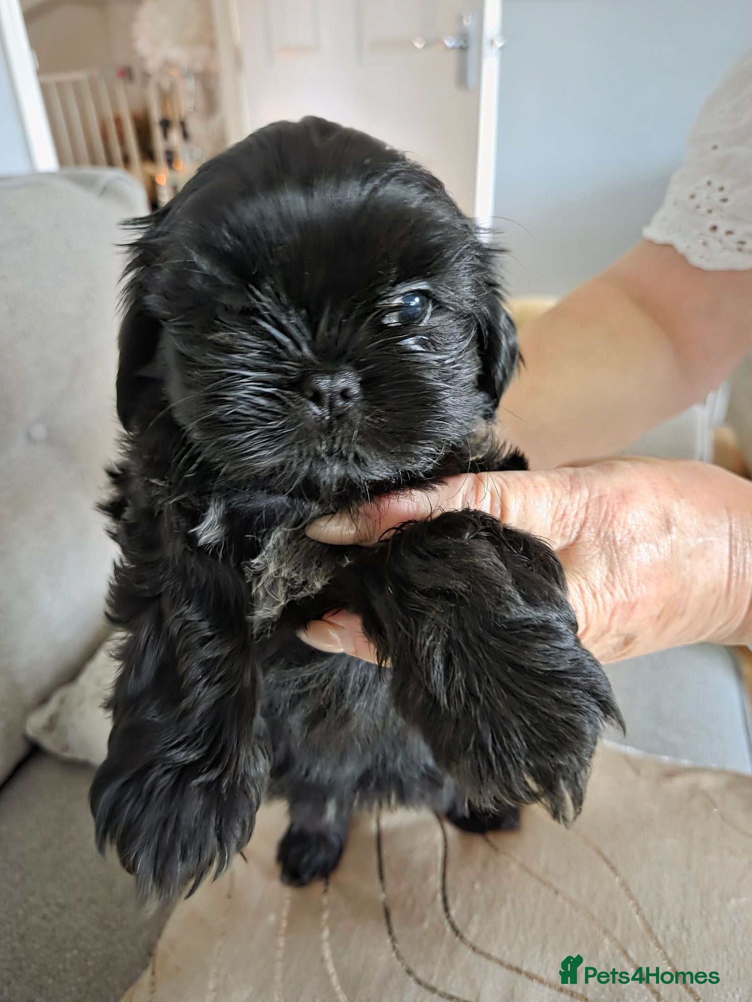Shih Tzu dogs Imperial Shih Tzu Pups For Sale - Advert 13