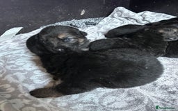 German Shepherd dogs for sale: German shepherd  - Image 5