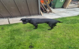 Springador dogs for sale: Labrador  - Image 5